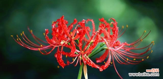 传说、寓意、象征与意义 彼岸花,传说中的不灭之花