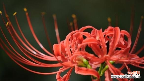 传说、寓意、象征与意义 彼岸花,传说中的不灭之花