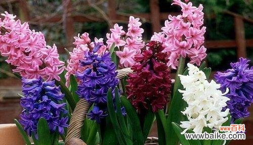 诠释离别与新的开始的风信子花语 告别的花语——以风信子为主题的花语