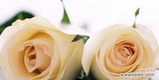 百合花语及其象征爱情的魅力 用百合之花,传达我对你的告白