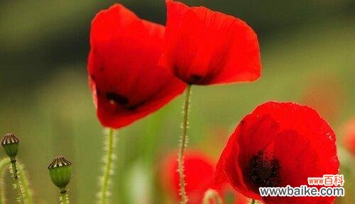 百合花语及其象征爱情的魅力 用百合之花,传达我对你的告白