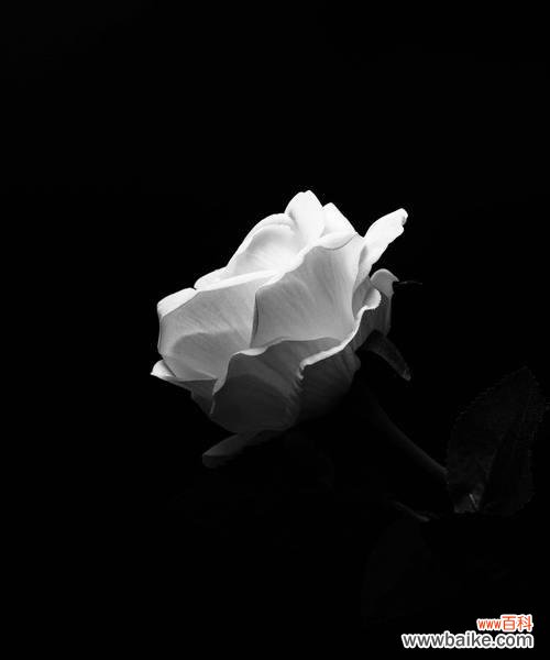 探寻孤独与花语的意义 孤独之花