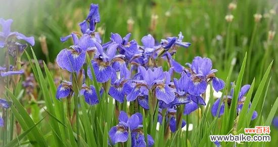 探寻孤独与花语的意义 孤独之花