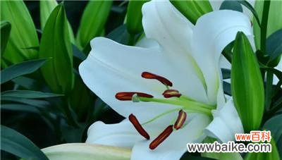 以康乃馨为主的花语 花开勇气，鼓励人的花语