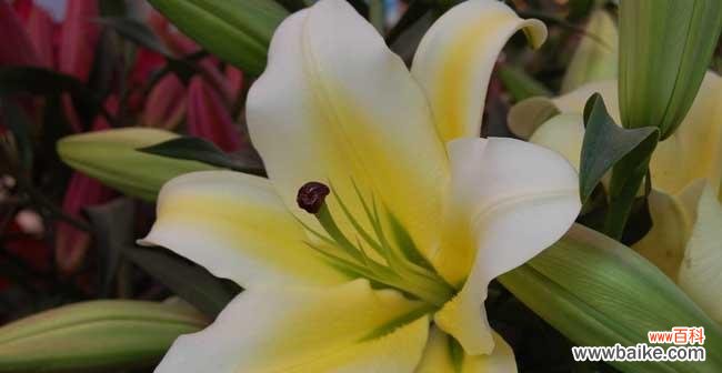 和平的象征与寓意 和平之花——以橄榄花为主题的花语