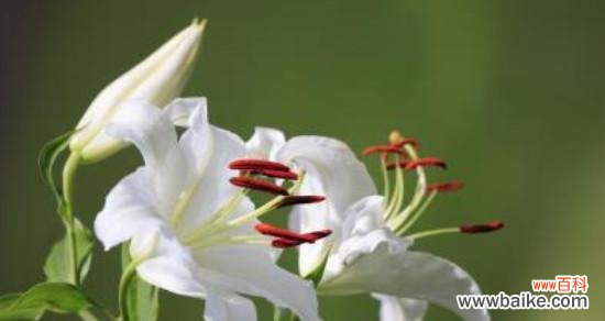 和平的象征与寓意 和平之花——以橄榄花为主题的花语