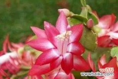 以百合花为主题的吉祥花语解析 花开好运，寓意花语大揭秘