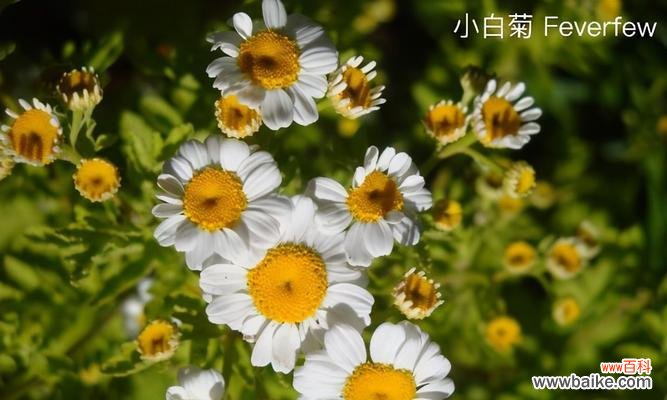 以康乃馨诠释的深厚情谊 闺蜜友谊之永恒不变