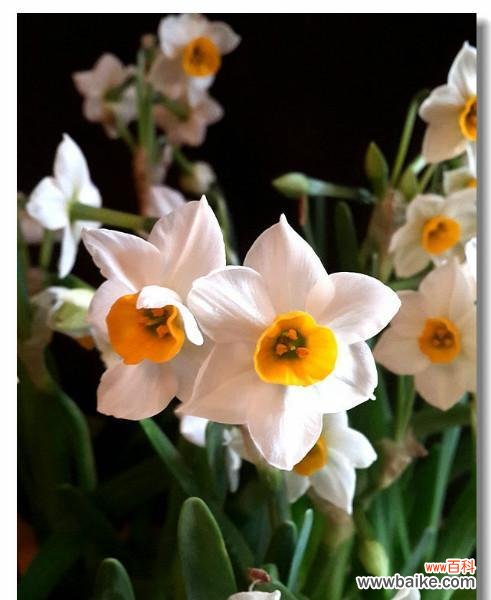 以康乃馨诠释的深厚情谊 闺蜜友谊之永恒不变