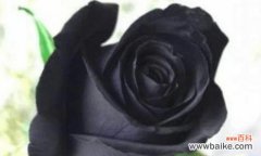 以红玫瑰为花语 黑暗之花