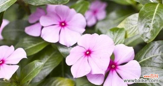 用花语勾勒往昔时光 回忆如花