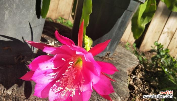 箭荷花花语的意义 箭荷花花语