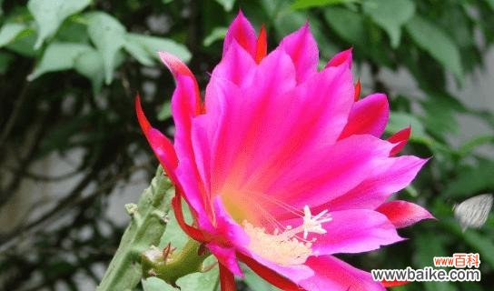 箭荷花花语的意义 箭荷花花语