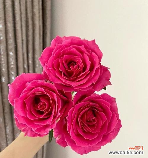 以小球玫瑰花为媒介 小球玫瑰花语