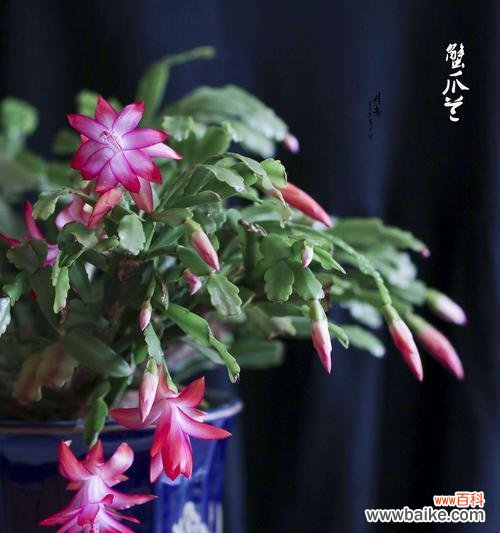 蟹爪兰花的花语及象征意义解读 蟹爪兰花