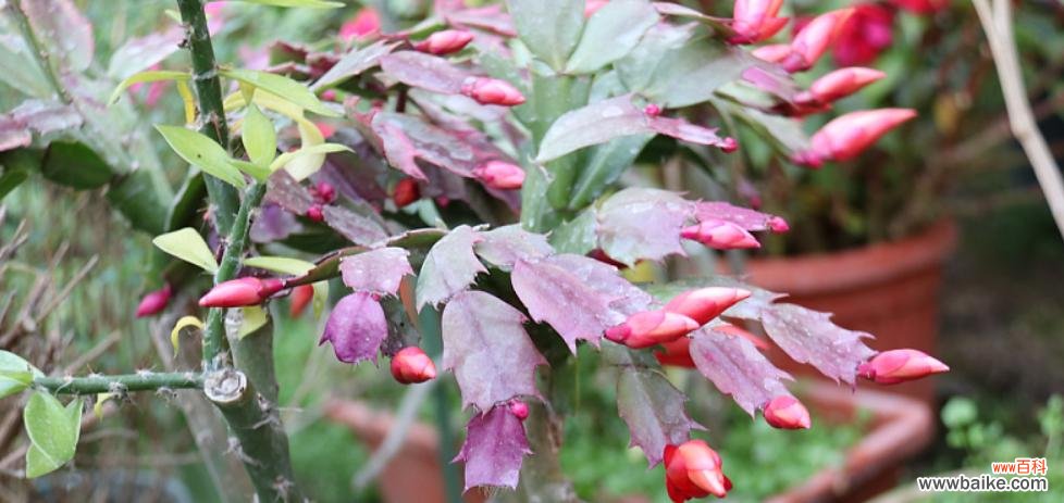 蟹爪兰花的花语及象征意义解读 蟹爪兰花