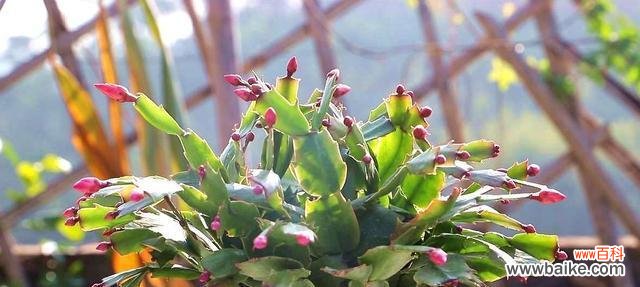 蟹爪兰花的花语及象征意义解读 蟹爪兰花