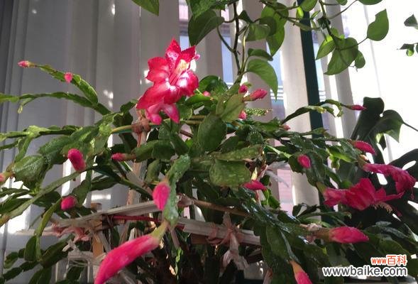 揭秘蟹爪兰嫁接的时机与技巧 蟹爪兰嫁接，重塑花王风采