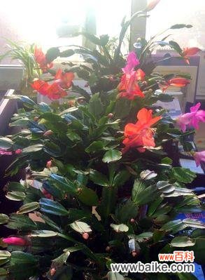 揭秘蟹爪兰嫁接的时机与技巧 蟹爪兰嫁接，重塑花王风采