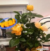 打造美丽花园的关键技巧 养玫瑰的秘诀