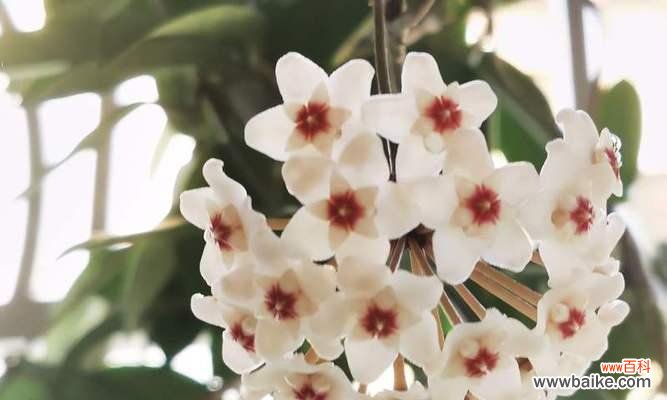 用花语讲述真挚的情感 以心形球兰花为主题的爱的传递