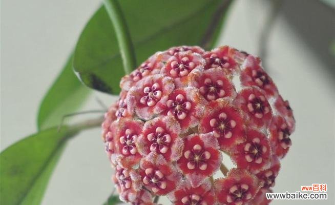 用花语讲述真挚的情感 以心形球兰花为主题的爱的传递