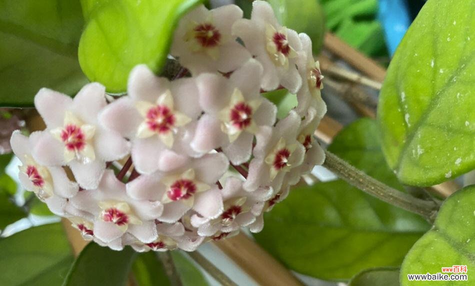 用花语讲述真挚的情感 以心形球兰花为主题的爱的传递