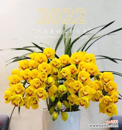 揭开洋兰花的神秘面纱 洋兰花的象征意义与作用