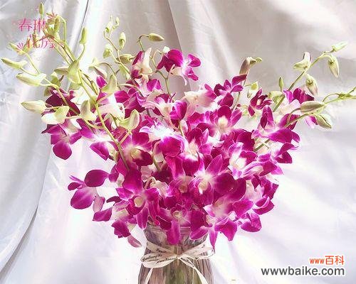 揭开洋兰花的神秘面纱 洋兰花的象征意义与作用