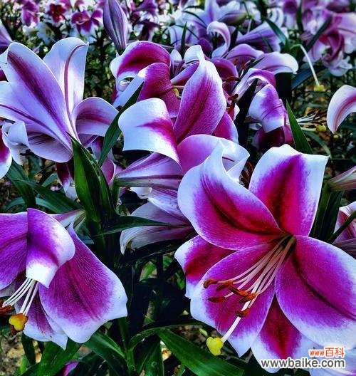 探寻亚马逊百合花语的含义 花开纯白,芳香百里——亚马逊百合的花语