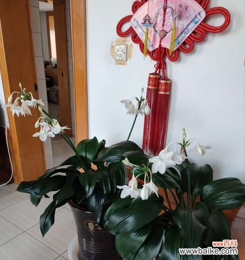 探寻亚马逊百合花语的含义 花开纯白,芳香百里——亚马逊百合的花语