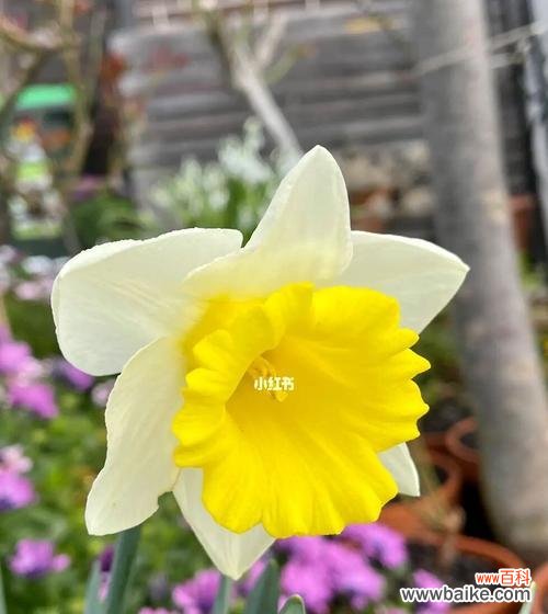 揭秘洋水仙的花语 洋水仙的花语及其象征意义