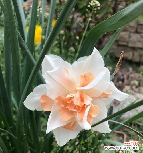 揭秘洋水仙的花语 洋水仙的花语及其象征意义