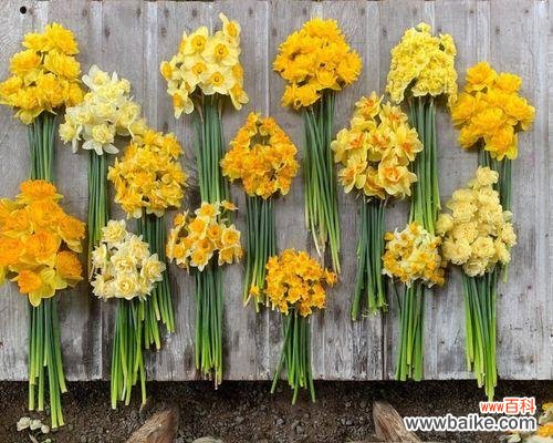 以洋水仙花为载体 洋水仙花语——探索花卉语言中的美妙沟通