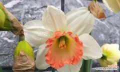 以洋水仙花为载体 洋水仙花语——探索花卉语言中的美妙沟通