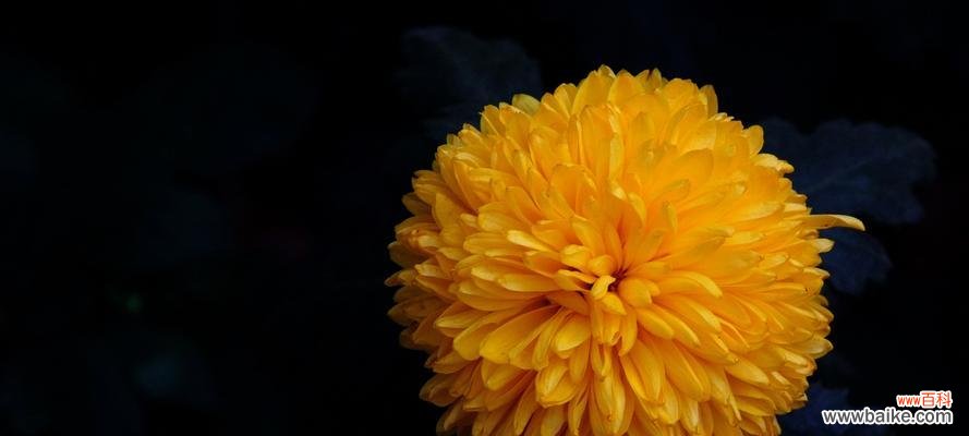 探索菊花养殖的乐趣和益处 养菊花的意义及方法