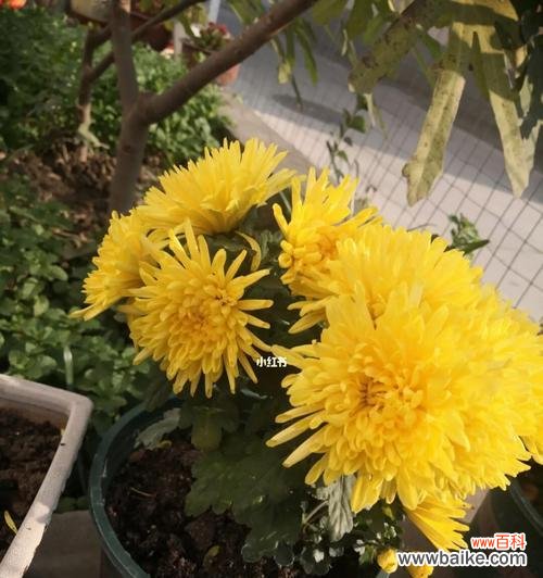 探索菊花养殖的乐趣和益处 养菊花的意义及方法