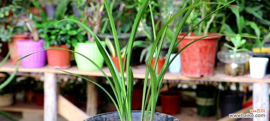 美化家居环境 养兰花的意义与价值
