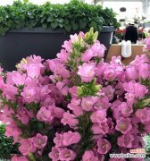 寓意美丽，传递祝福 紫色风铃草的花语