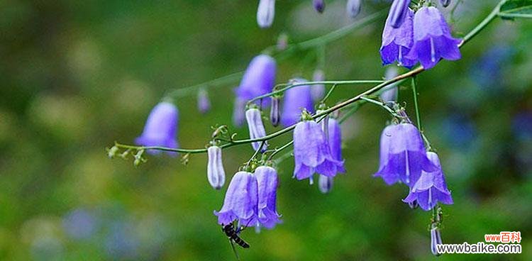 寓意美丽，传递祝福 紫色风铃草的花语