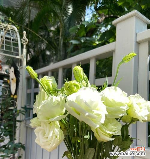 探秘白色桔梗的花语与寓意，感受自然之美与人性之善 白色桔梗花语——清新高贵的代表