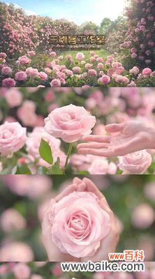 浪漫感人的礼物和祝福语 粉色玫瑰的送礼意义