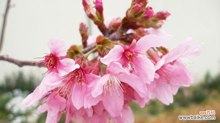 探寻山樱花的世界 山樱花的花语