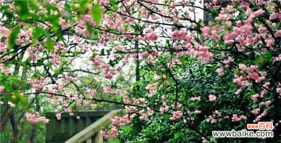 探寻山樱花的世界 山樱花的花语