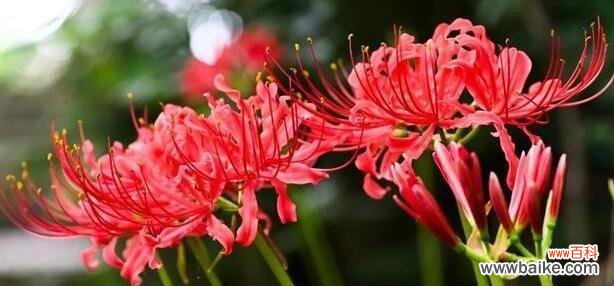 传递永恒的爱——彼岸花的寓意与传说 探秘彼岸花花语
