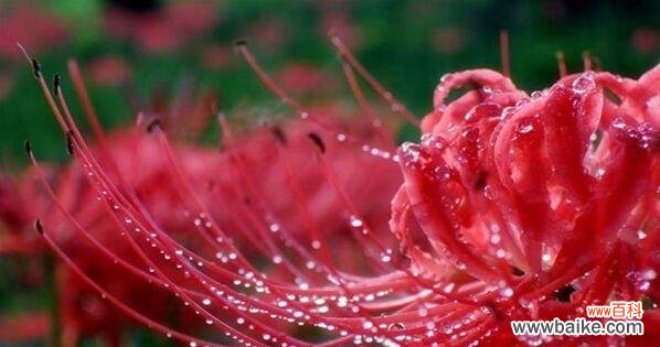 传递永恒的爱——彼岸花的寓意与传说 探秘彼岸花花语