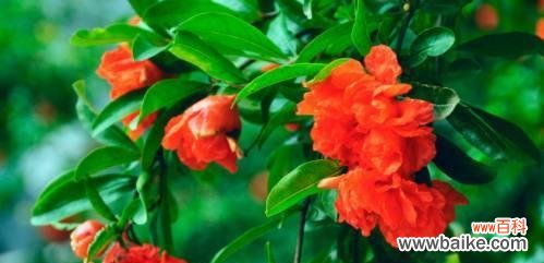 探寻石榴花背后的文化内涵 石榴花语与寓意