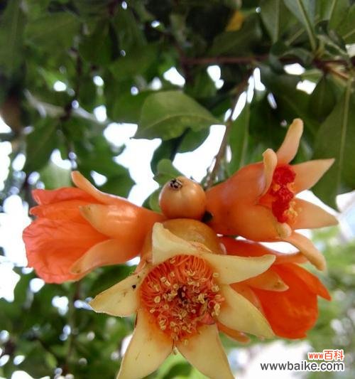 探寻石榴花背后的文化内涵 石榴花语与寓意