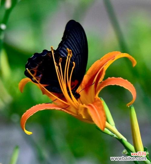 探寻忘忧草的传说与花语，揭示其神奇之处 忘忧草，深夜的守护者