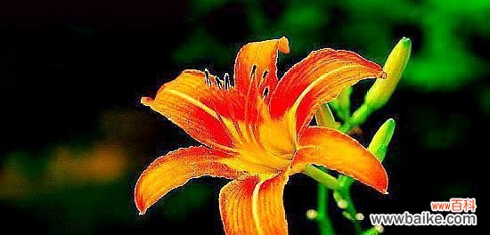 探寻忘忧草的传说与花语，揭示其神奇之处 忘忧草，深夜的守护者